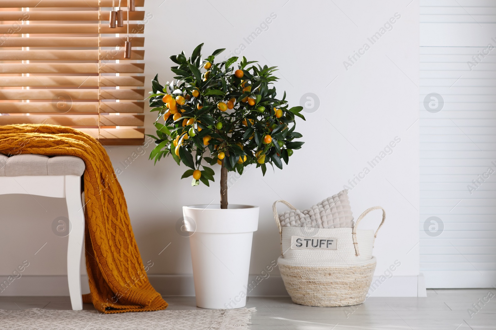 Photo of Potted kumquat tree with ripening fruits indoors. Interior design