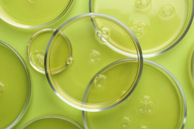 Photo of Petri dishes with liquid samples on green background, top view