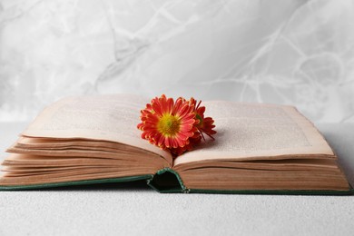 Book with chrysanthemum flowers as bookmark on light gray table