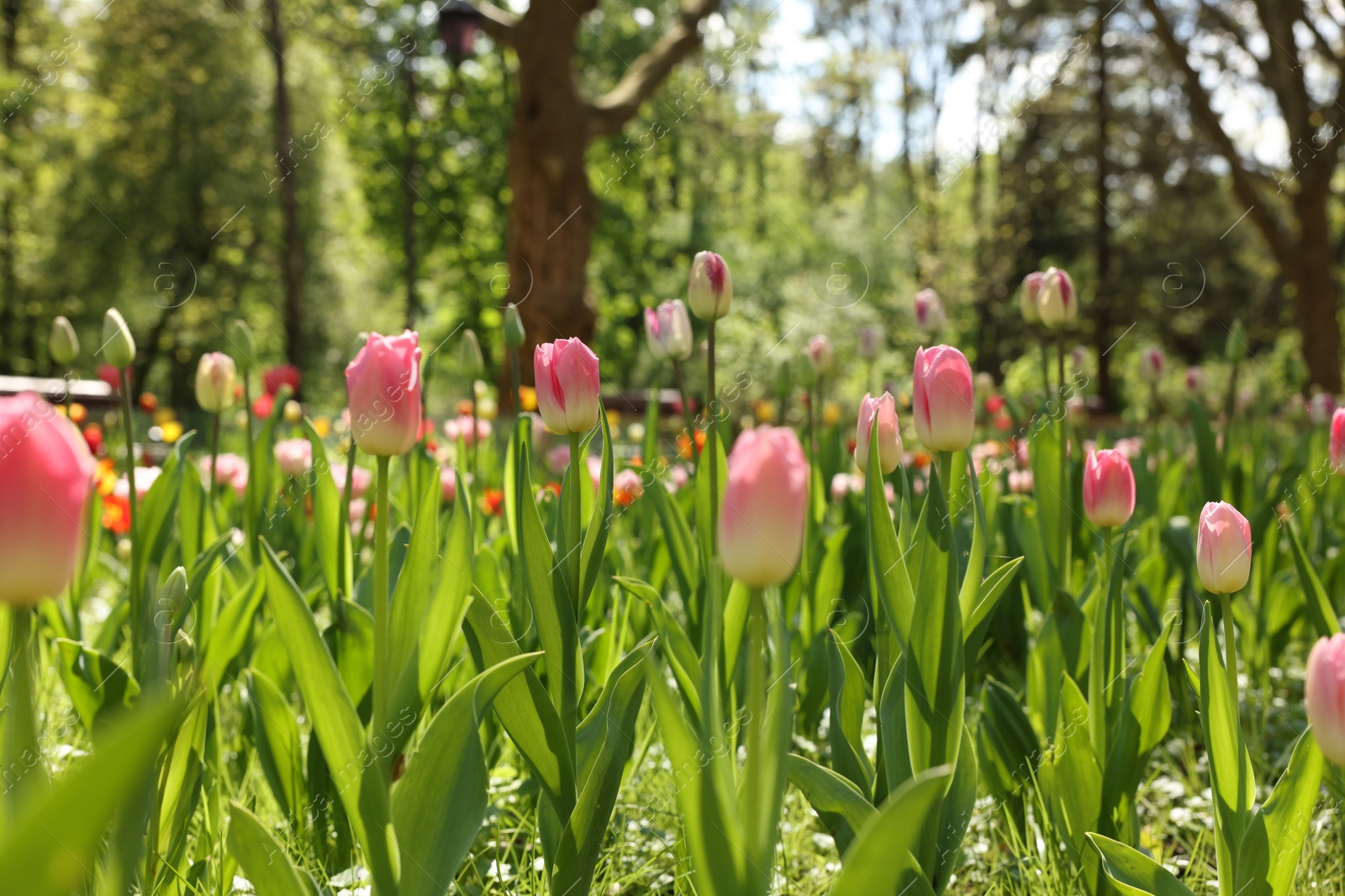 Photo of Beautiful pink tulips growing outdoors on sunny day