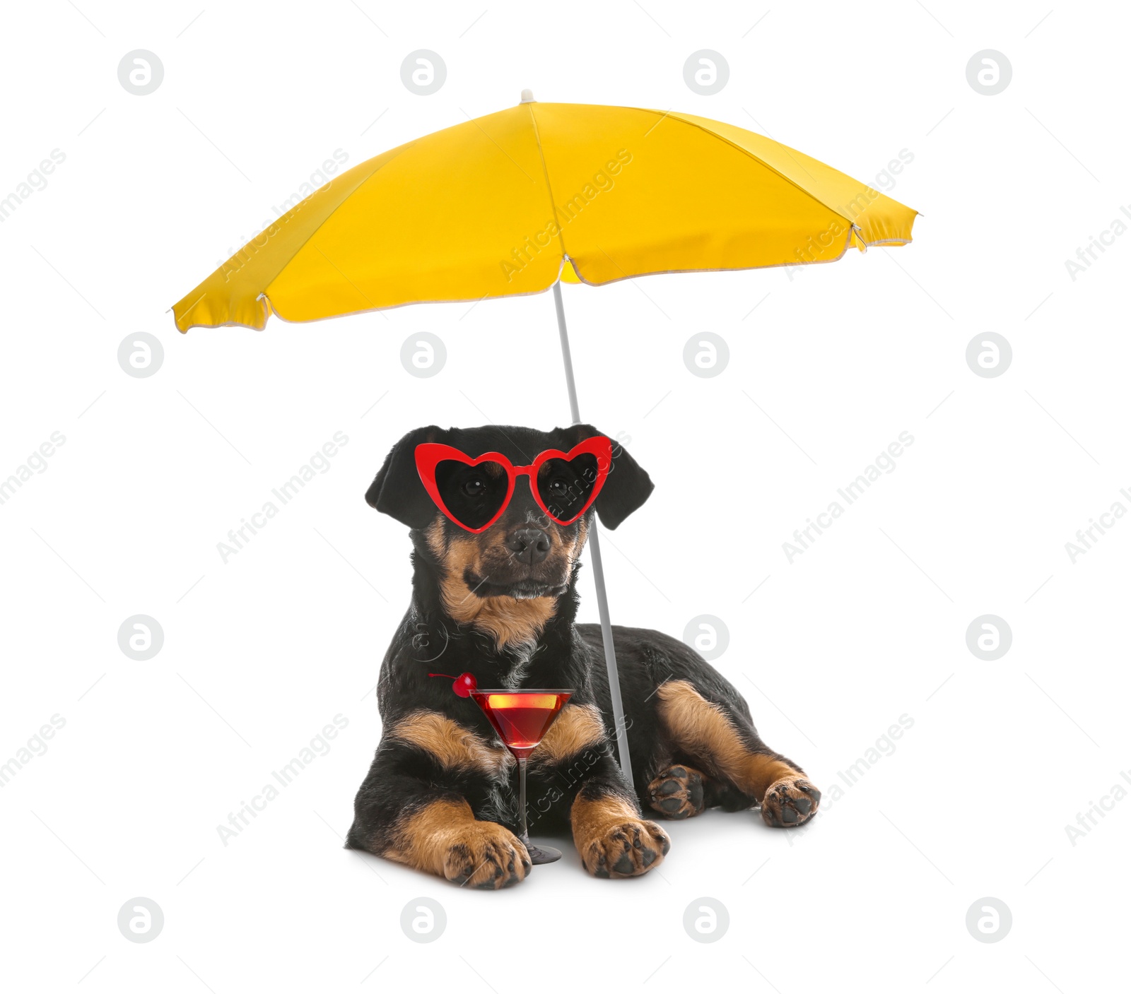 Image of Cute dog in sunglasses with cocktail under beach umbrella on white background. Summer party