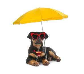 Cute dog in sunglasses with cocktail under beach umbrella on white background. Summer party