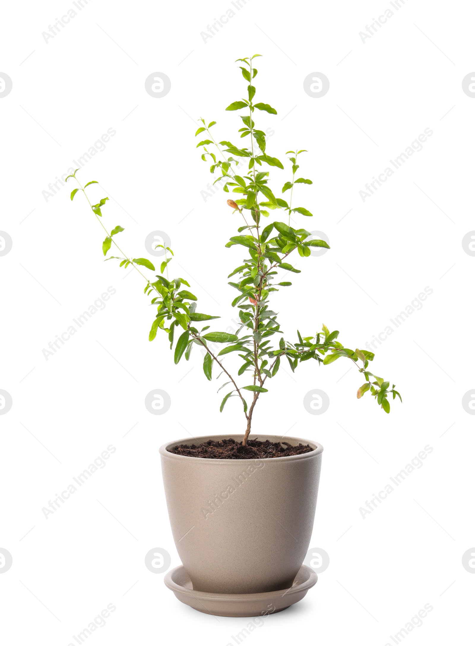 Photo of Pomegranate plant with green leaves in pot on white background