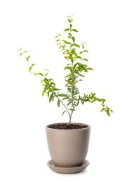 Photo of Pomegranate plant with green leaves in pot on white background