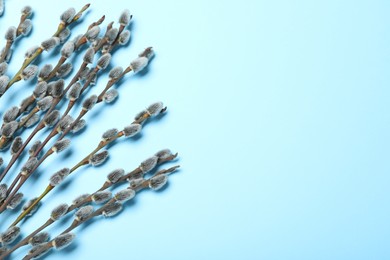 Photo of Beautiful blooming pussy willow branches on light blue background, flat lay. Space for text