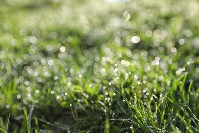 Photo of Dewy green grass on wild meadow, closeup view