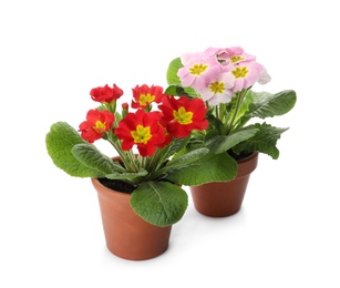 Photo of Beautiful potted primula flowers on white background