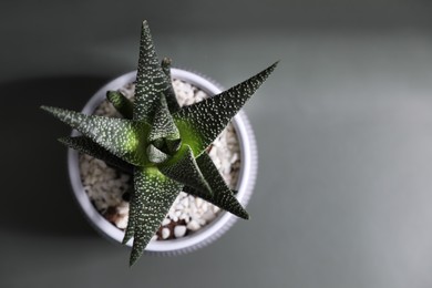 Photo of Beautiful houseplant in pot on grey background, top view