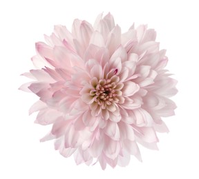 Photo of Beautiful blooming chrysanthemum flower isolated on white