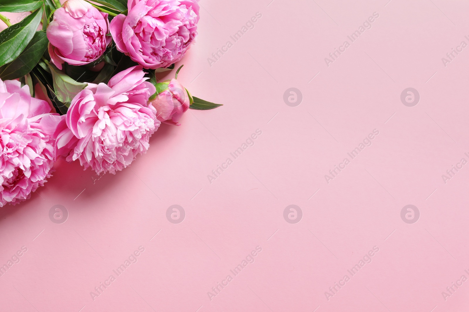 Photo of Beautiful fragrant peony flowers on color background