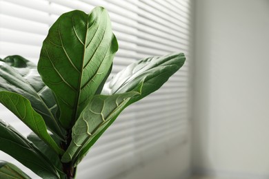 Photo of Fiddle Fig or Ficus Lyrata plant with green leaves indoors, closeup. Space for text