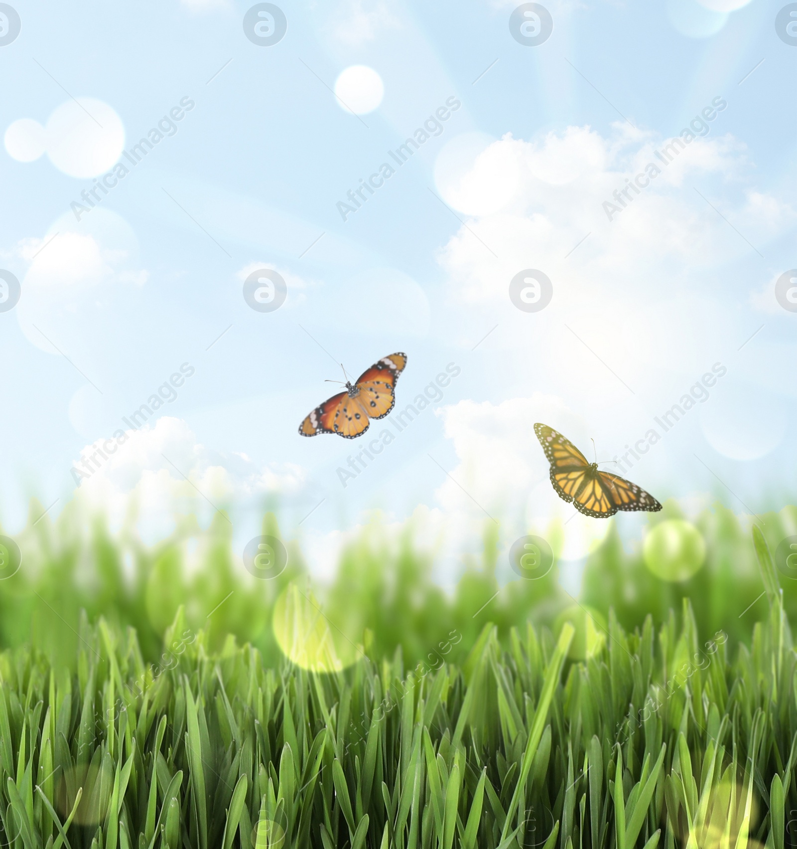 Image of Fresh green grass and butterflies on sunny day. Spring season