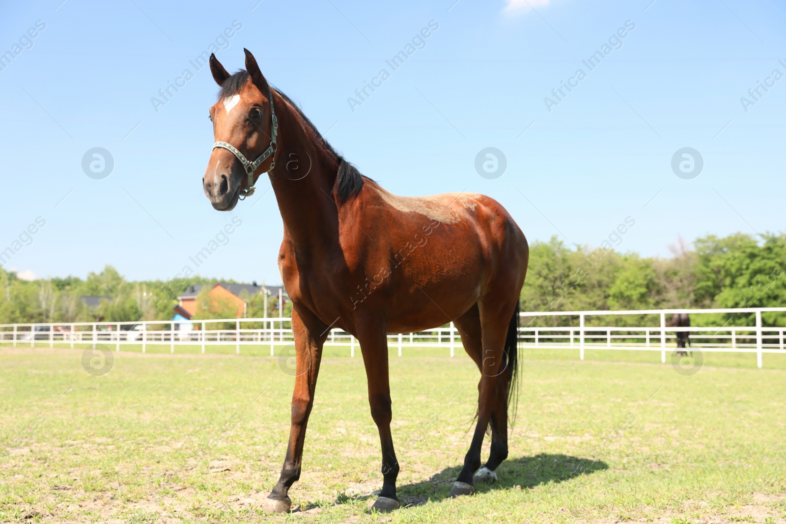 Photo of Bay horse in paddock on sunny day. Beautiful pet