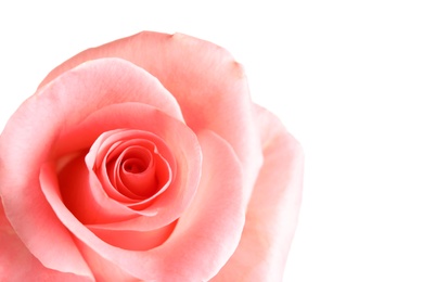 Photo of Beautiful rose flower on white background