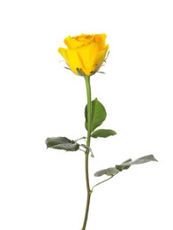 Photo of One beautiful yellow rose isolated on white