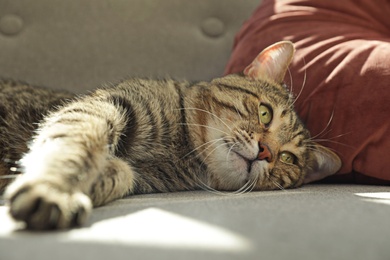 Photo of Cute striped cat lying on cozy sofa