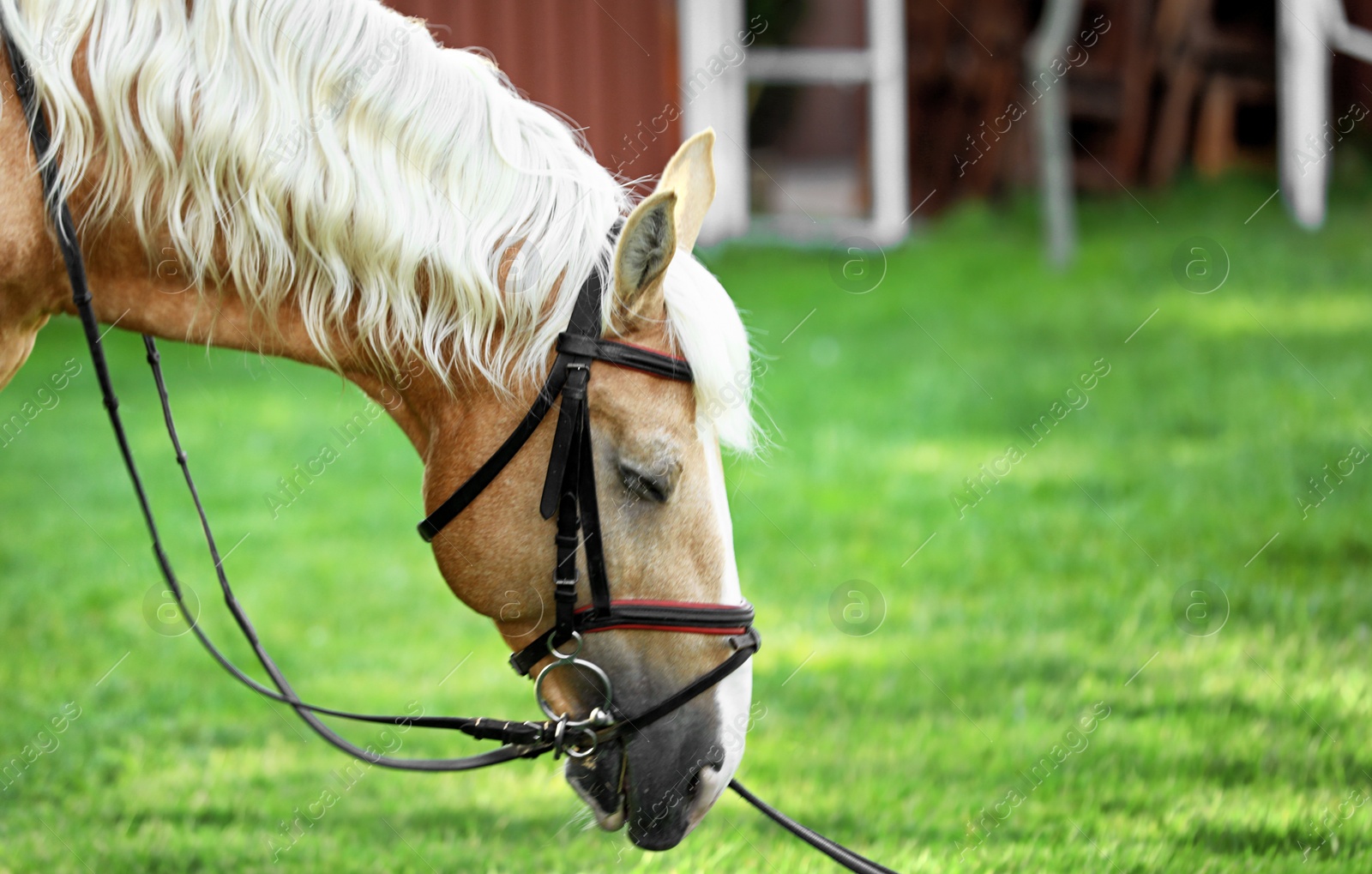 Photo of Palomino horse in bridle outdoors on sunny day