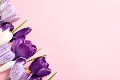 Flat lay composition with spring crocus flowers on color background, space for text