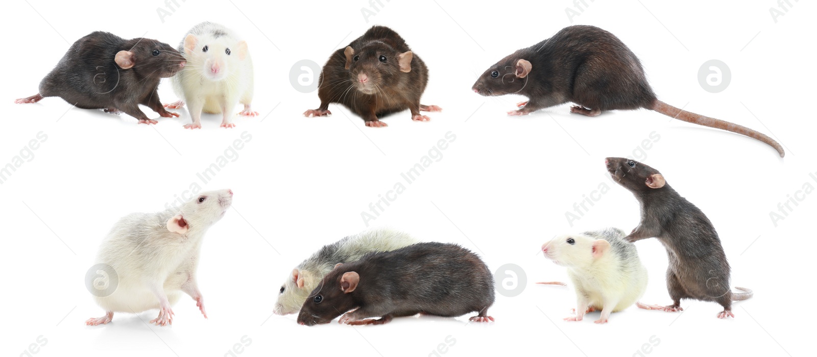 Image of Set of cute little rats on white background. Banner design