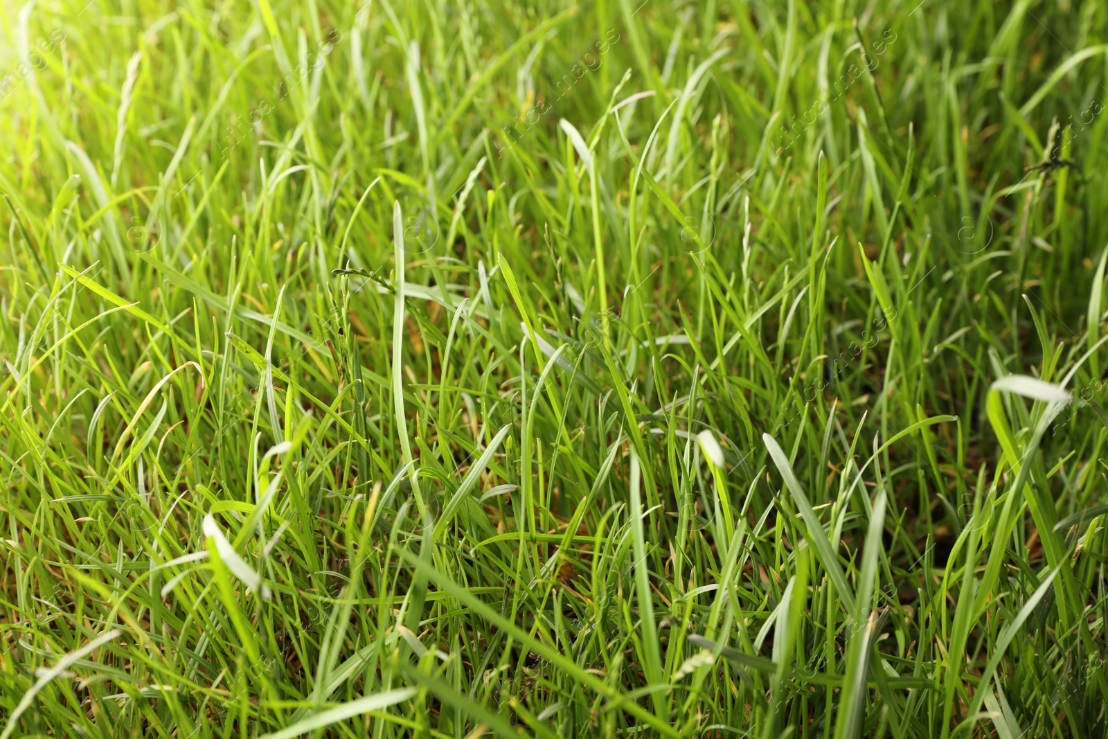 Photo of Beautiful lush green grass as background, closeup