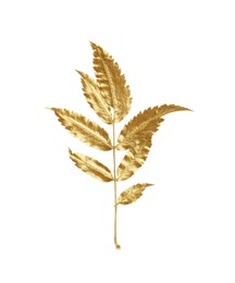 Twig of golden rowan leaves isolated on white. Autumn season