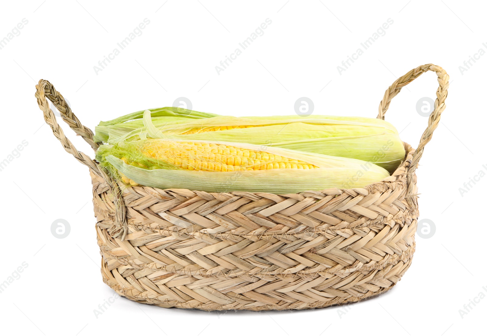 Photo of Ripe raw corn cobs in wicker basket isolated on white