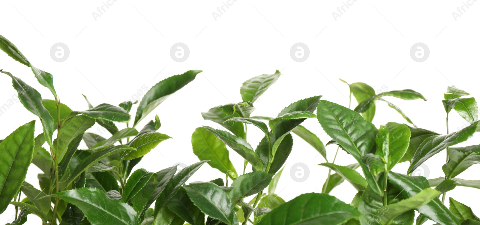 Photo of Green leaves of tea plant on white background