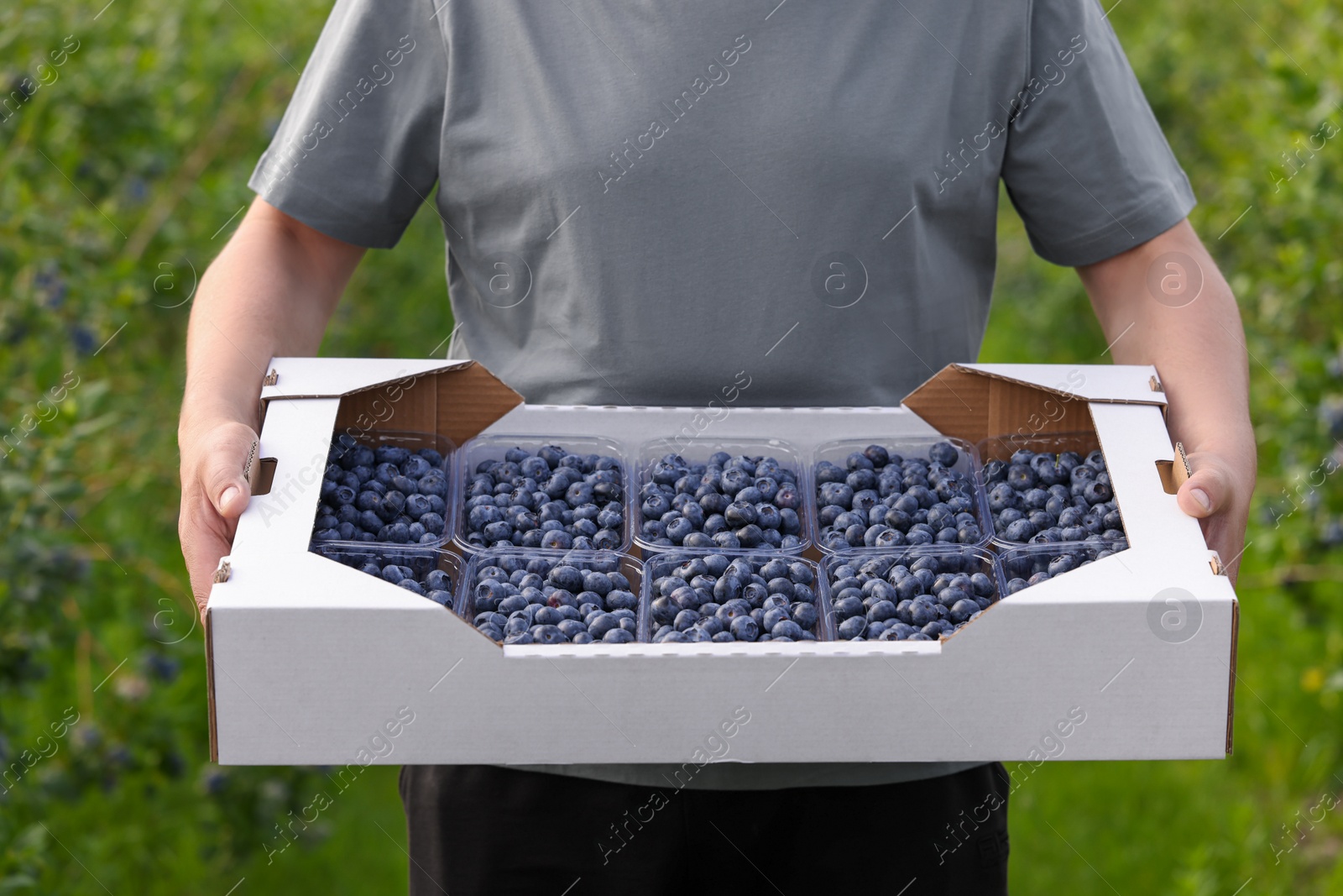 Photo of Man holding box with containers of fresh blueberries outdoors, closeup. Seasonal berries