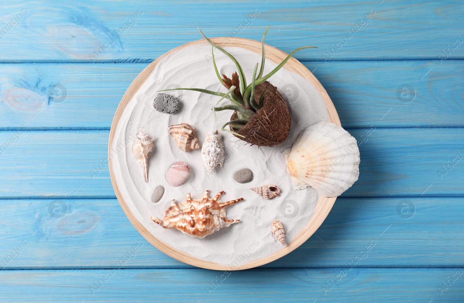 Photo of Beautiful tillandsia plant and seashells on light blue wooden table, top view. House decor