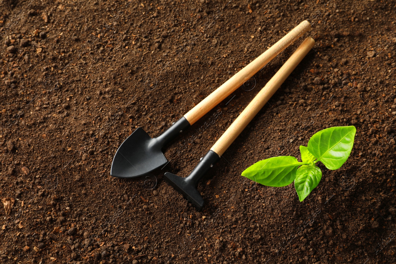 Photo of Flat lay composition with young plant and gardening tools on fertile soil, space for text