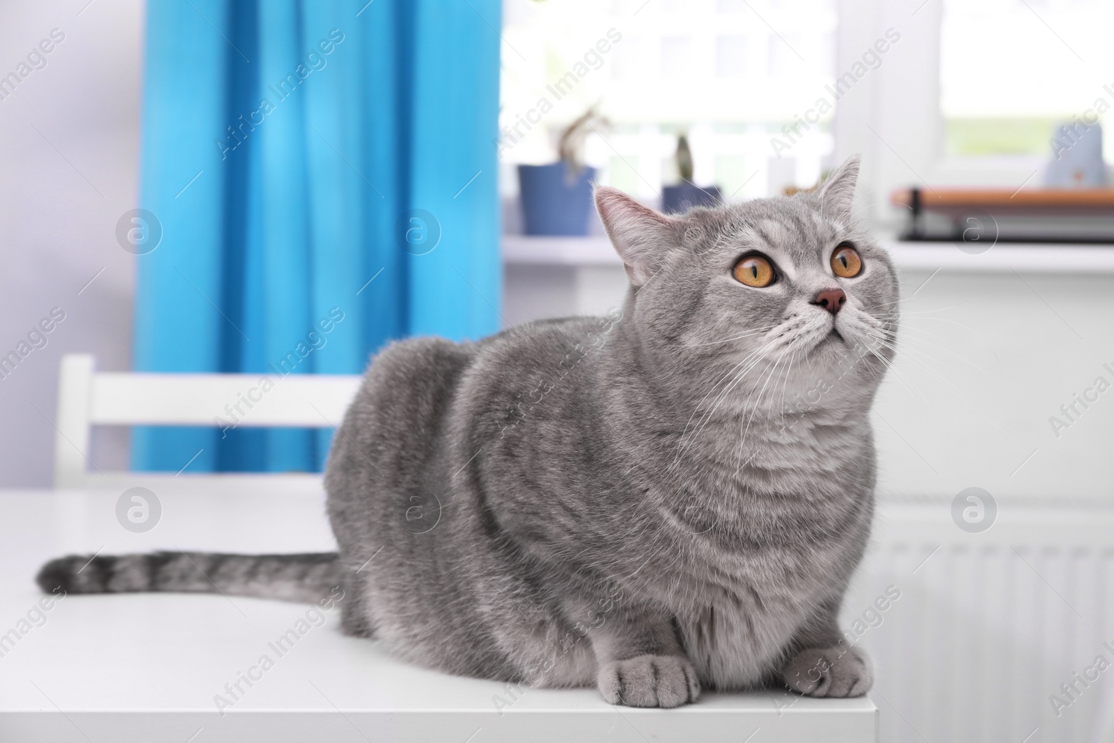 Photo of Cute Scottish straight cat on white table indoors