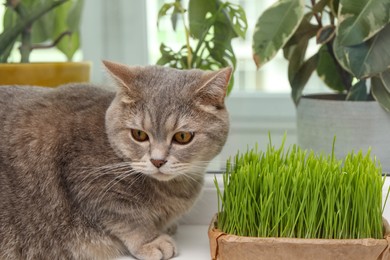 Cute cat near fresh green grass on windowsill indoors