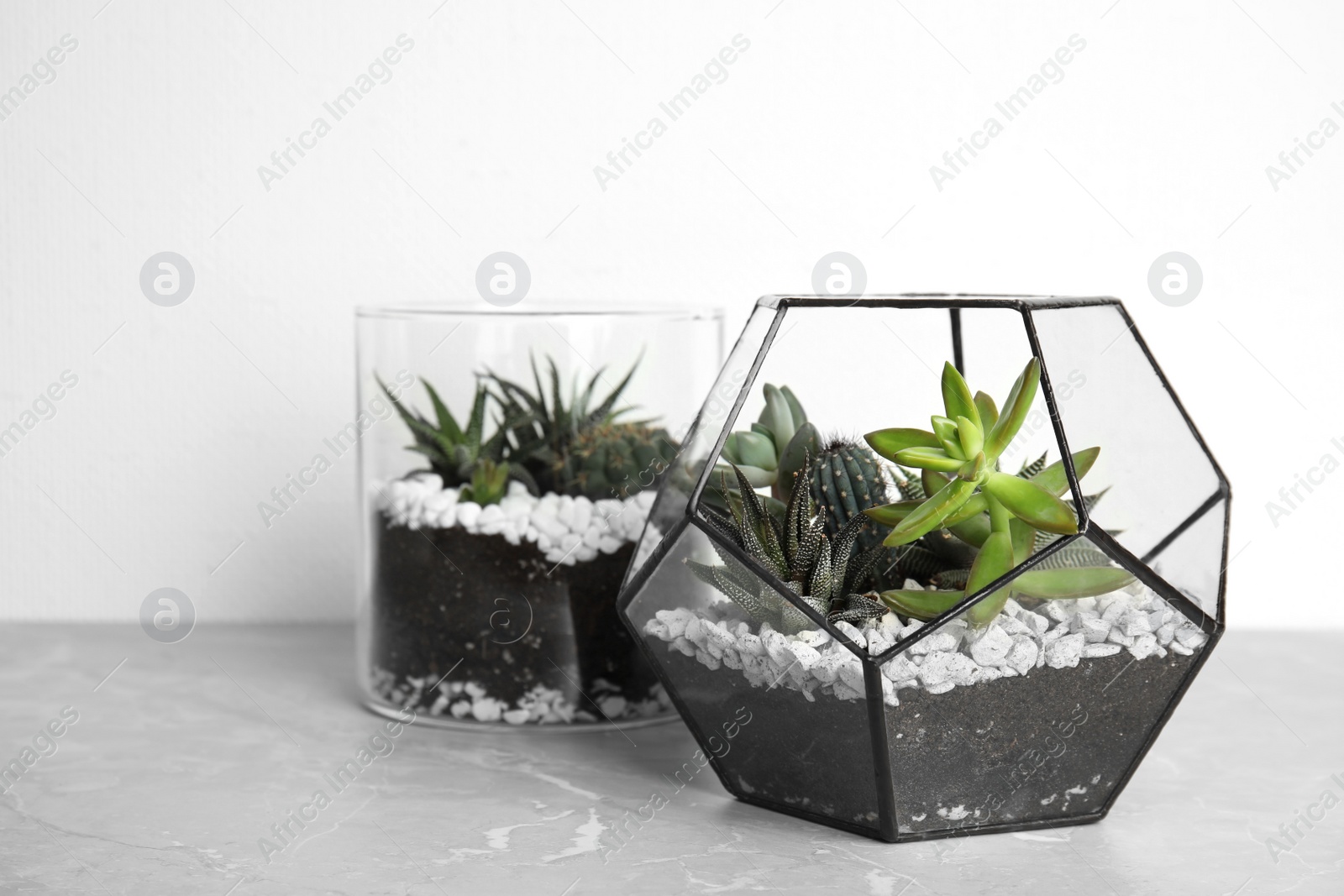 Photo of Glass florariums with different succulents on table against white background, space for text