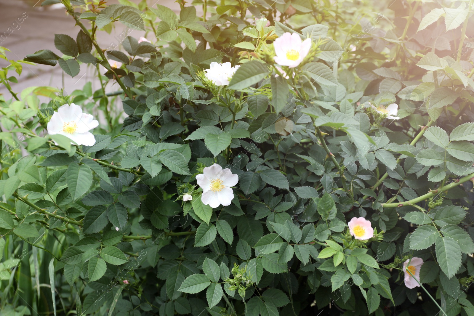 Photo of Briar rose bush with beautiful flowers outdoors