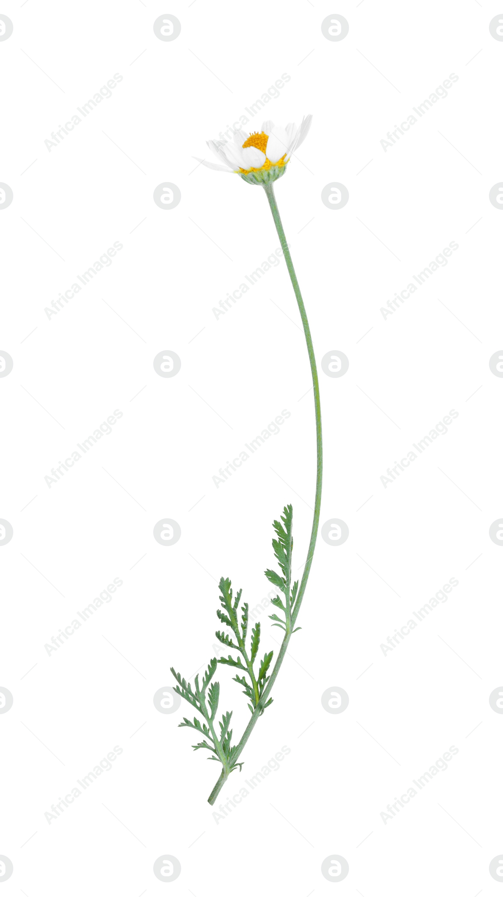 Photo of Blooming chamomile isolated on white. Beautiful flower