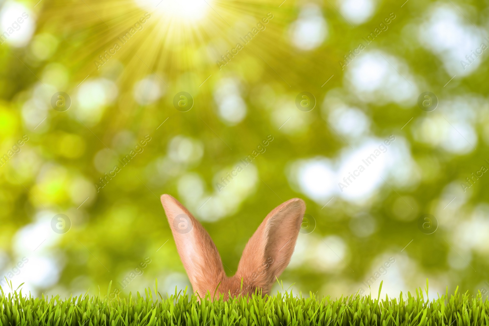 Image of Cute Easter bunny hiding in green grass outdoors 