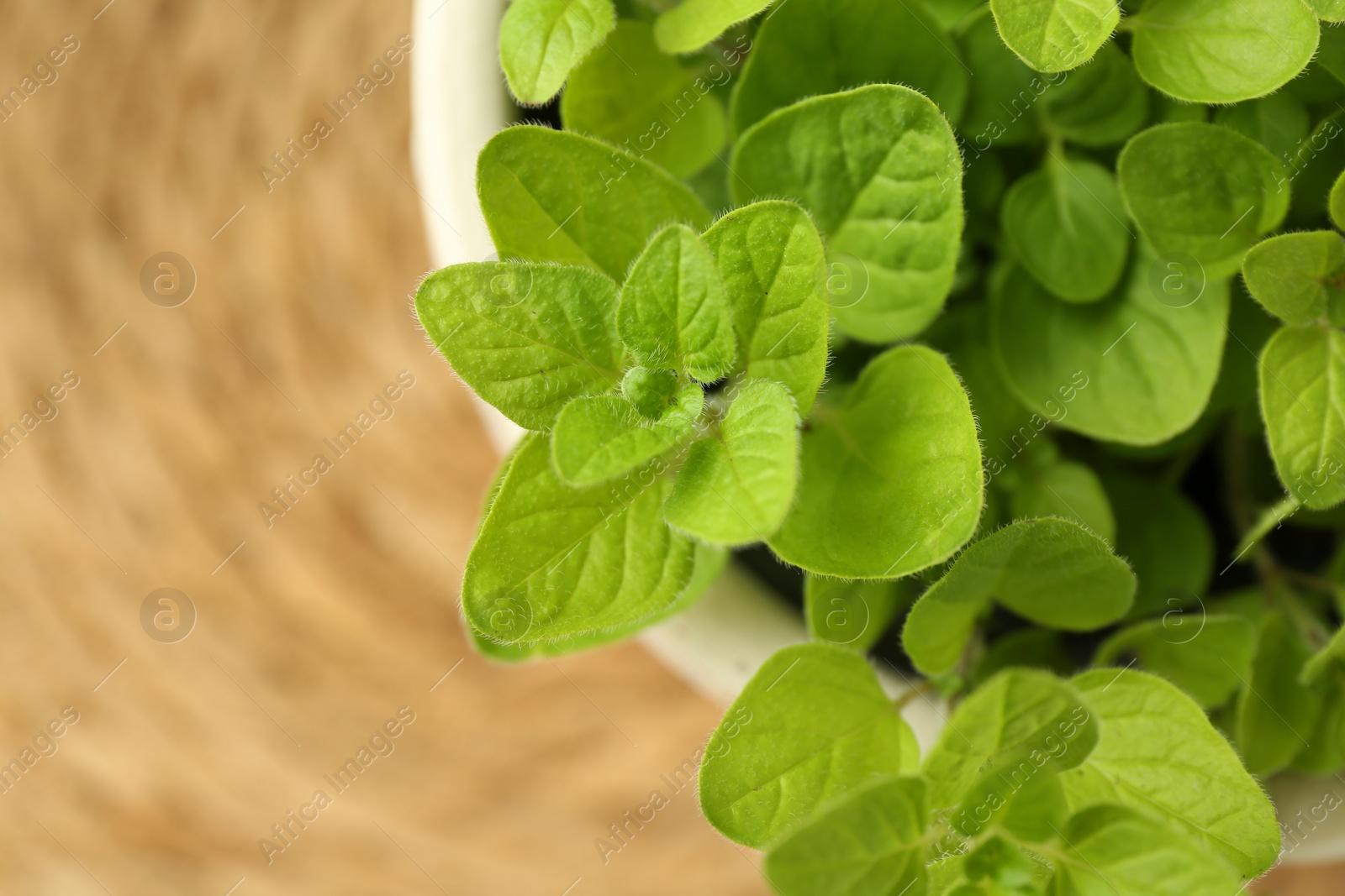 Photo of Aromatic potted oregano on table, top view. Space for text
