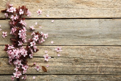 Photo of Spring branch with beautiful blossoms, petals and leaves on wooden table, top view. Space for text