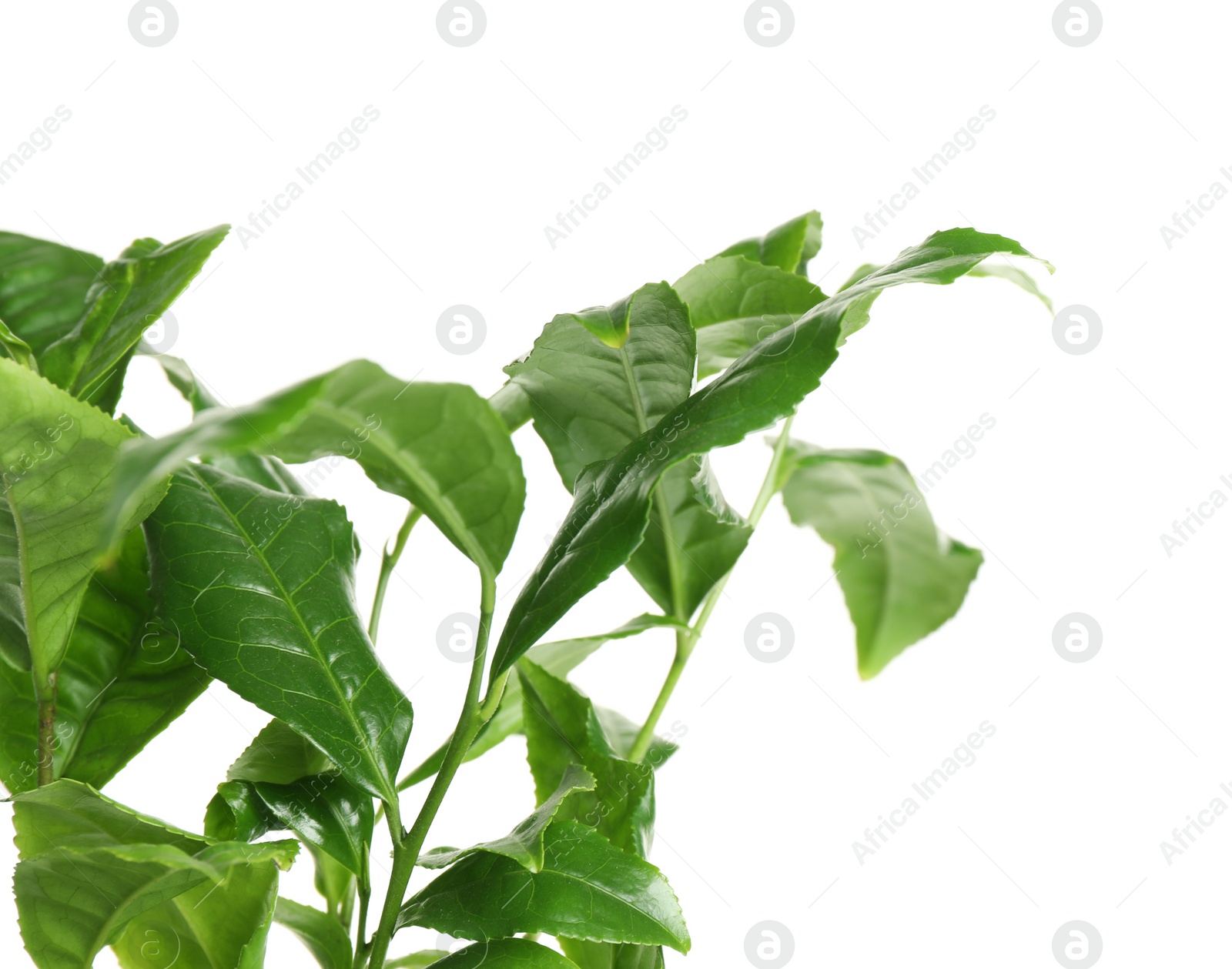 Photo of Green leaves of tea plant on white background