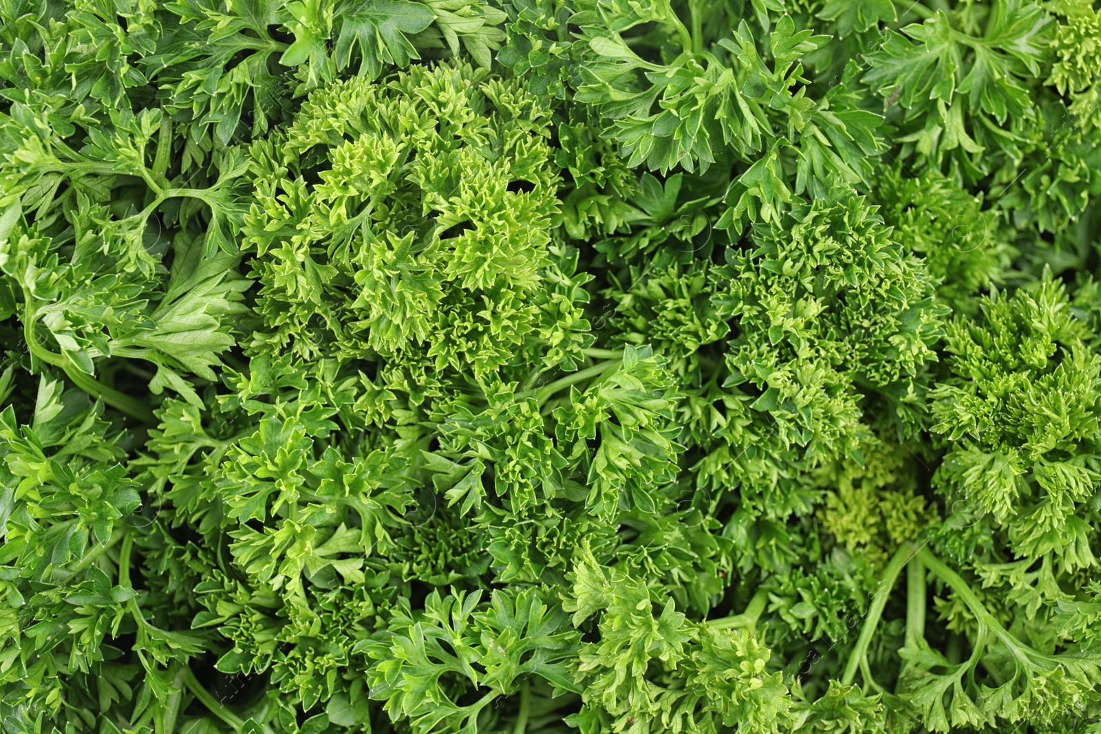 Photo of Fresh green organic parsley as background, closeup