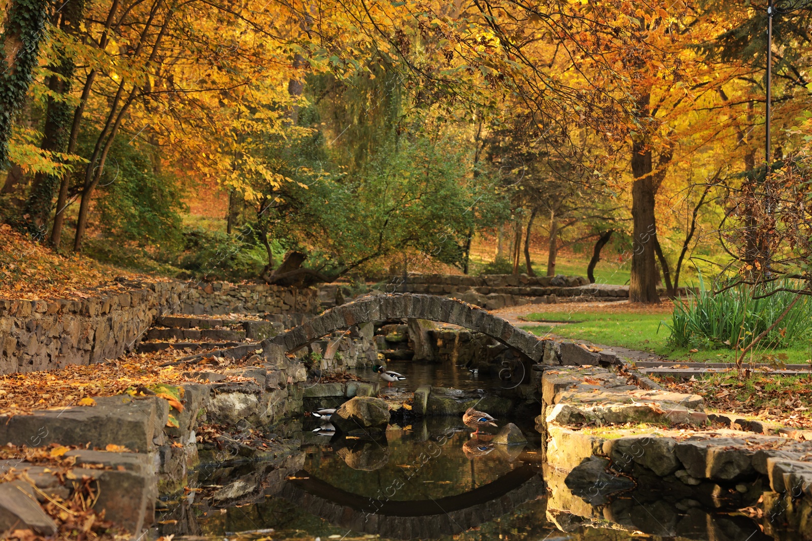 Photo of Bridge over river and yellowed trees in park