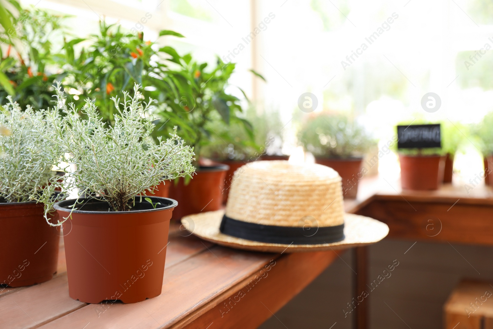 Photo of Fresh potted home plants and straw hat on wooden window sill, space for text