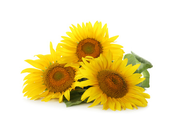 Beautiful bright blooming sunflowers on white background