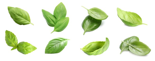 Image of Set of aromatic green basil on white background. Banner design