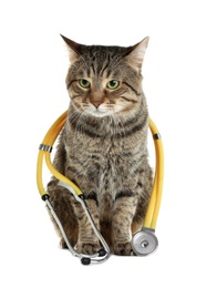 Cute cat with stethoscope as veterinarian on white background