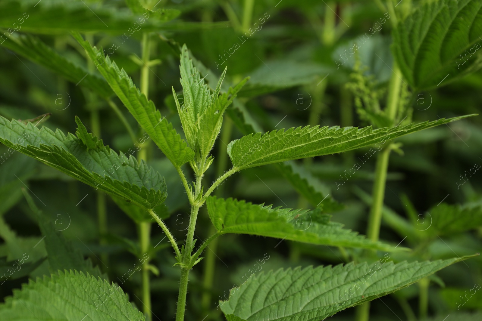 Photo of Beautiful green stinging nettle growing outdoors, closeup