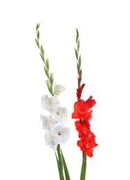 Photo of Beautiful color gladiolus flowers on white background