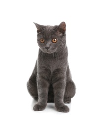 Photo of Adorable grey British Shorthair cat on white background