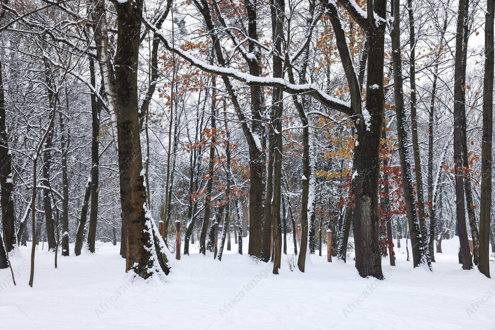 Photo of Trees covered with snow in winter park