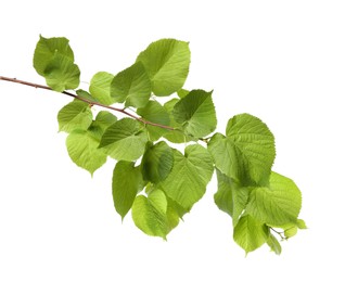 Photo of Branch of linden tree with young fresh green leaves isolated on white. Spring season